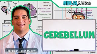 Neurology  Cerebellum Anatomy amp Function [upl. by Tenenbaum]