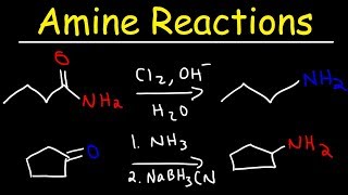 Amine Synthesis Reactions [upl. by Anohsal982]