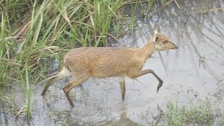 SAVING SITATUNGA PROMO [upl. by Cassaundra490]