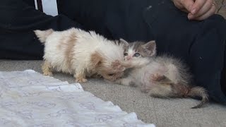 Cutest Rescue Puppy and Kitten Are Best Friends [upl. by Concoff]