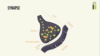 IGCSE Biology Revision  Part 4  Synapses [upl. by Topliffe365]