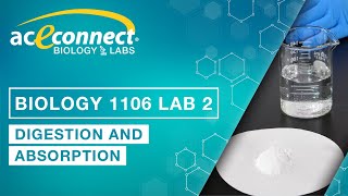 Biology Lab  DigestionAbsorption [upl. by Stinky]