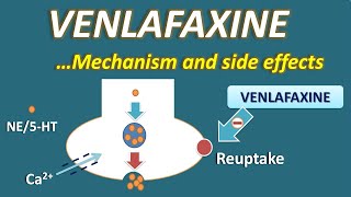 Venlafaxine  Mechanism and side effects [upl. by Cirri]