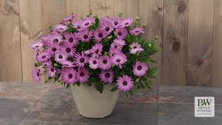 Bright Lights Pink Osteospermum [upl. by Eibber]