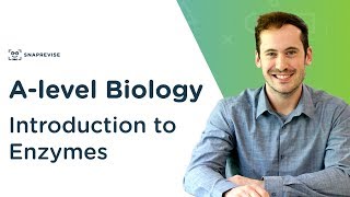 Introduction to Enzymes  Alevel Biology  OCR AQA Edexcel [upl. by Aihseuqram]