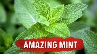 Mint Benefits for Health  Mint Leaf Uses for Digestion Issues  Dr Berg [upl. by Nilauqcaj]