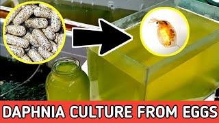 HOW TO HATCH DAPHNIA EGGS  HOW TO CULTURE DAPHNIA [upl. by Alihet69]