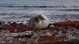 Reportage  Mission océan Austral 5 – Kerguelen hotspot biologique [upl. by Spiegleman]