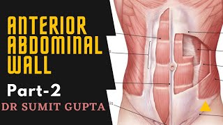 ANTERIOR ABDOMINAL WALL Part2 [upl. by Karylin]