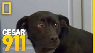 How To Build A Dogs SelfEsteem  Cesar 911 [upl. by Batha748]