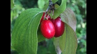 PLANTES  Zoom sur le cornouiller mâle comestible amp qqs autres baies [upl. by Rebbecca296]