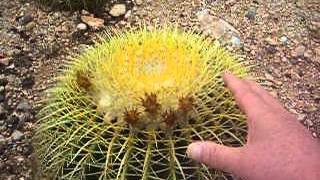 Echinocactus Grusonii [upl. by Ailatan391]