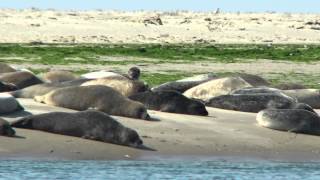 Wilde Seehunde Fanö  Seals Fanø Island  Denmark  Dänemark [upl. by Anirav]