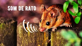 Som de Rato  Brown Rat Squeaking  Rattus Norvegicus [upl. by Klehm]