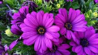 Osteospermum Deep Purple Dwarf  African Daisy HD 02 [upl. by Roslyn72]