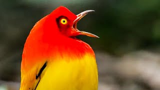 The Bowerbirds DRAMATIC Dance  Life Story  BBC Earth Kids [upl. by Ahsinel470]