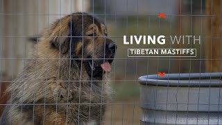 ALL ABOUT LIVING WITH TIBETAN MASTIFFS [upl. by Yardley]