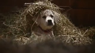 Budweiser Puppies and Clydesdales [upl. by Harwill]