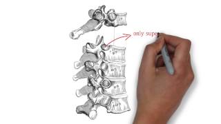 Thoracic Vertebra Anatomy [upl. by Doelling632]