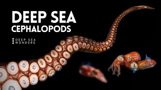 The Unique Biology of Cephalopods [upl. by Inirt92]