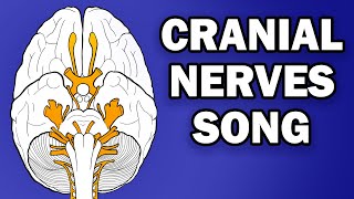 CRANIAL NERVES SONG [upl. by Yvon905]