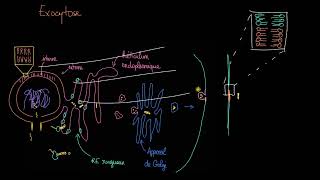 Lexocytose [upl. by Burkhart]