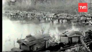 Terremoto de Valdivia  1960  Buenos días a todos [upl. by Hildebrandt]