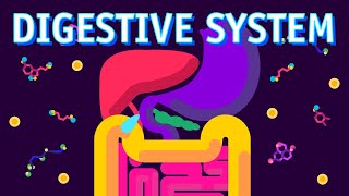 How our Digestive System Works [upl. by Chlo201]