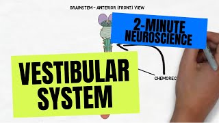 2Minute Neuroscience Vestibular System [upl. by Annid]