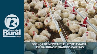 DOENÇA DE NEWCASTLE peste aviária em Galinhas e Frangos Caipiras [upl. by Xet]