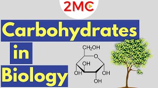 Carbohydrates  Biological Molecules Simplified 1 [upl. by Yanej]