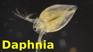 Daphnia [upl. by Frieda]