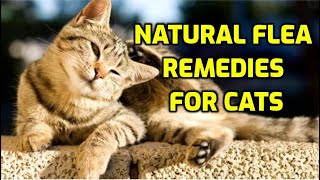 Cat Flea Treatment 10 Natural Ways [upl. by Yellac]