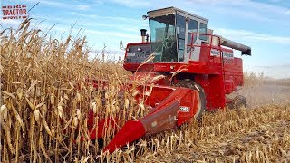 MASSEY FERGUSON 850 Combine Harvesting Corn [upl. by Fulvi]