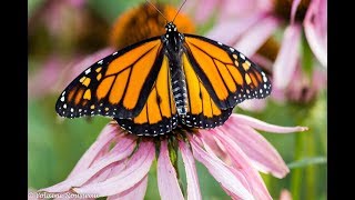 Élevage du papillon monarque Monarch butterfly farming [upl. by Eked262]