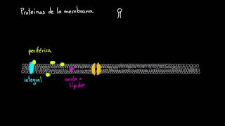 Proteínas de la membrana celular  Khan Academy en Español [upl. by Anirahs]