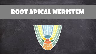 Root Apical Meristem Structure  Plant Biology [upl. by Yehudit]