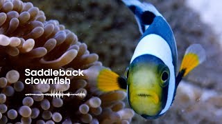 Fish Sounds Do fish talk to each other  BBC Earth Explore [upl. by Drahsar]