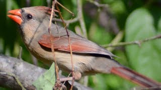 Female cardinal bird singing song  sounds [upl. by Broddy]