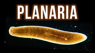 How to Get Rid of Planaria – 4 Proven Methods [upl. by Dud356]