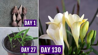 How to Plant Grow amp Care Freesia in Pots 130 Days Update [upl. by Rintoul993]