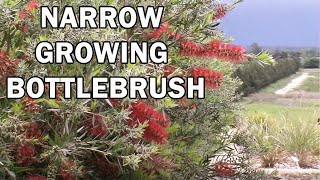 SLIM™ Callistemon naturally narrow growing bottlebrush  Ozbreed Native Shrubs amp Groundcovers [upl. by Sullivan]