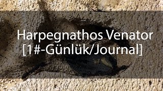 Harpegnathos Venator Günlük  Journal 1 [upl. by Rriocard]