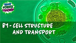 B1  WHOLE TOPIC GCSE CELL STRUCTURE AND TRANSPORT [upl. by Massimiliano240]