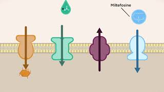 Why are transporters important for Leishmania parasites [upl. by Lehsar]