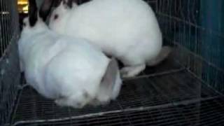 Successful Rabbit Breeding [upl. by Atiseret91]