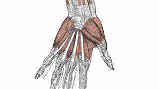 Elbow Joint Bones Muscles amp Movement  Human Anatomy  Kenhub [upl. by Rockie]