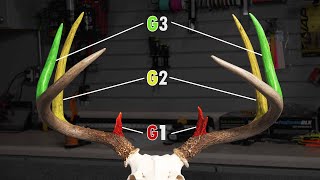 How To Score A Deer [upl. by Shelly312]