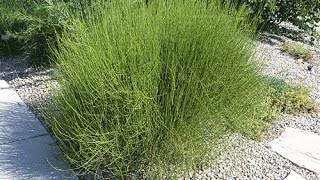 Mormon Tea Ephedra viridis [upl. by Naiditch]