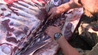 Elk Hunting Gutless Field Dressing Method 3 [upl. by Shurlocke]